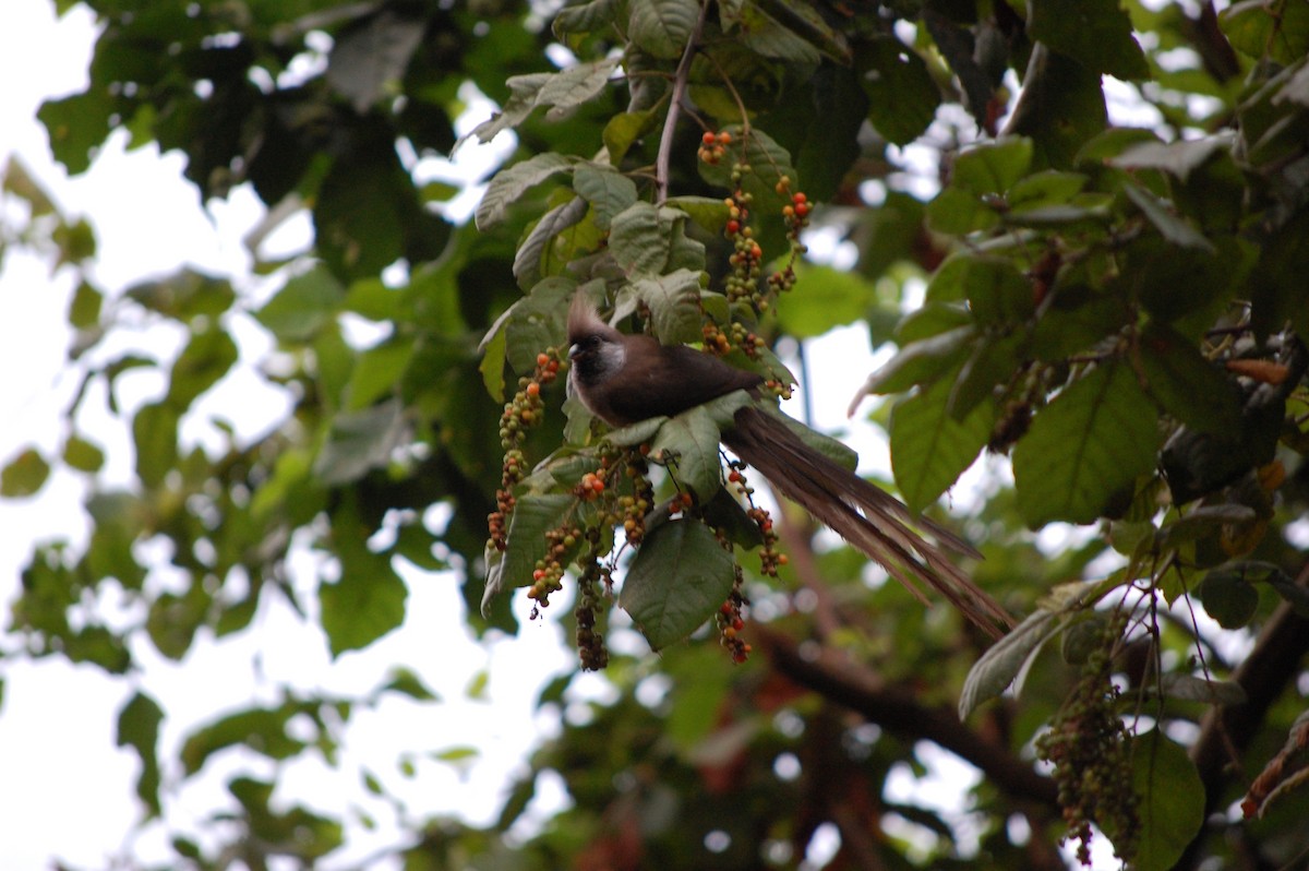 Speckled Mousebird - ML642759145