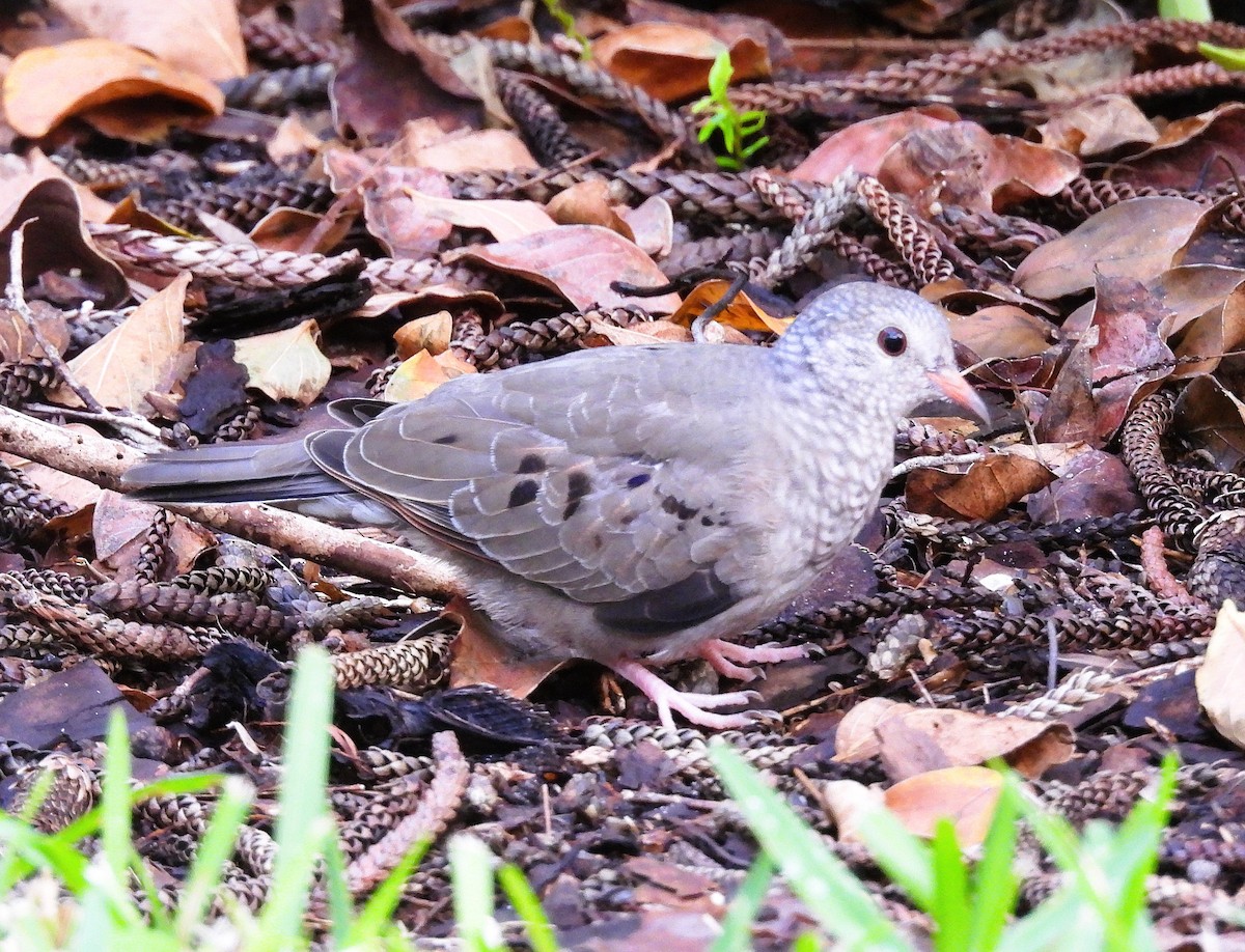 Common Ground Dove - ML642759158