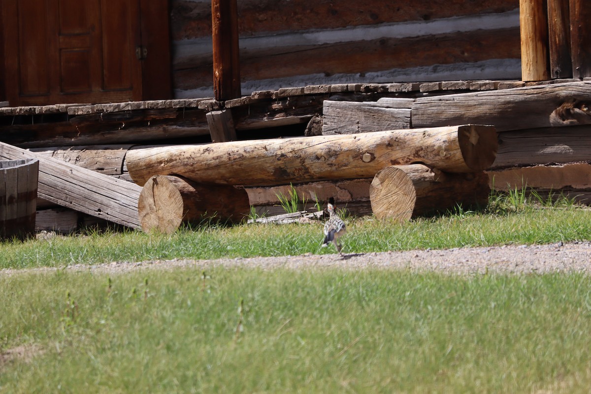 Greater Roadrunner - ML642759184