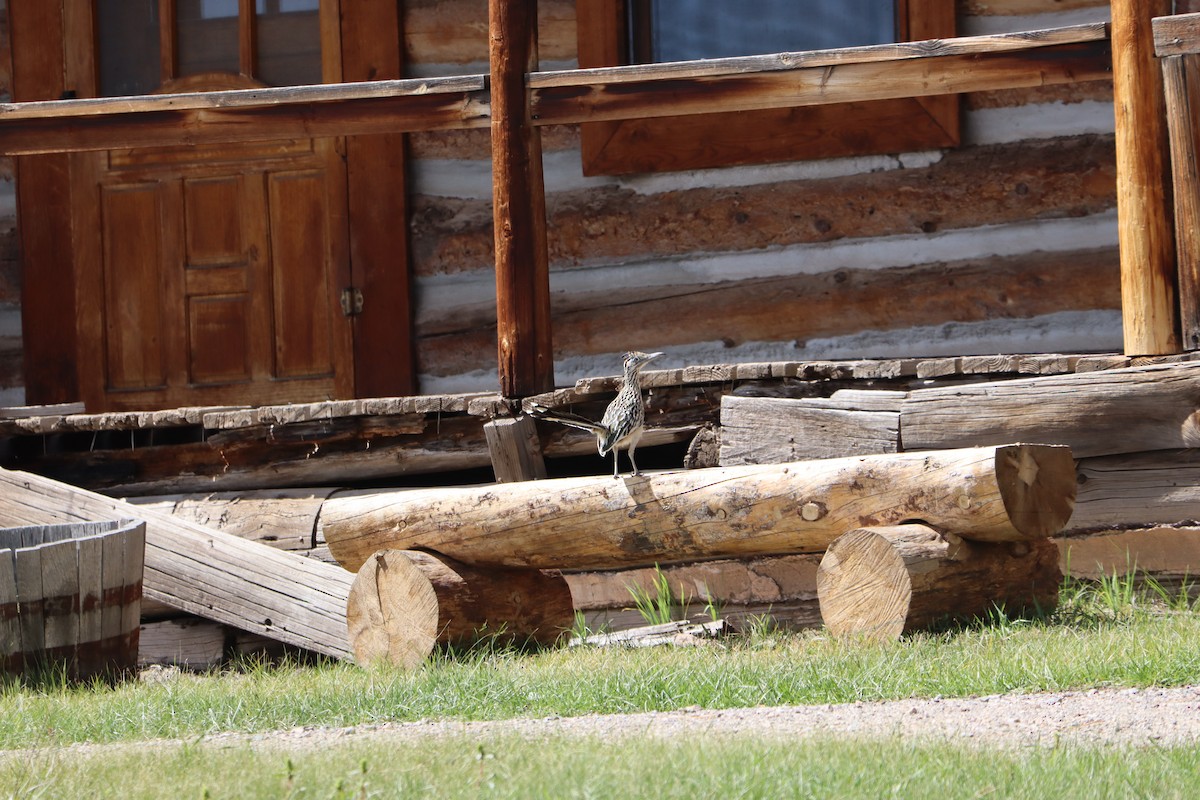 Greater Roadrunner - ML642759185