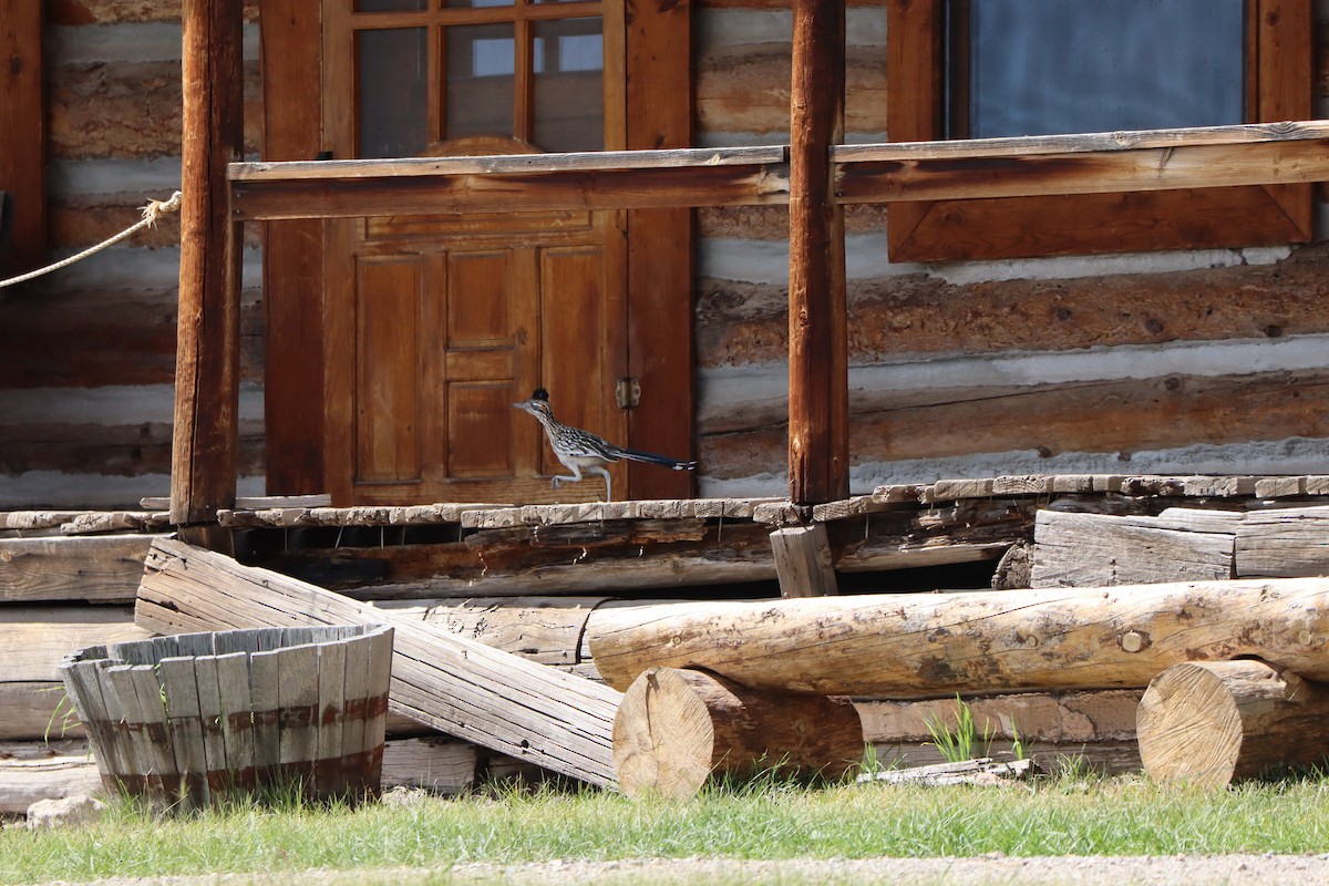 Greater Roadrunner - ML642759189