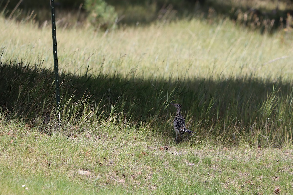 Greater Roadrunner - ML642759193
