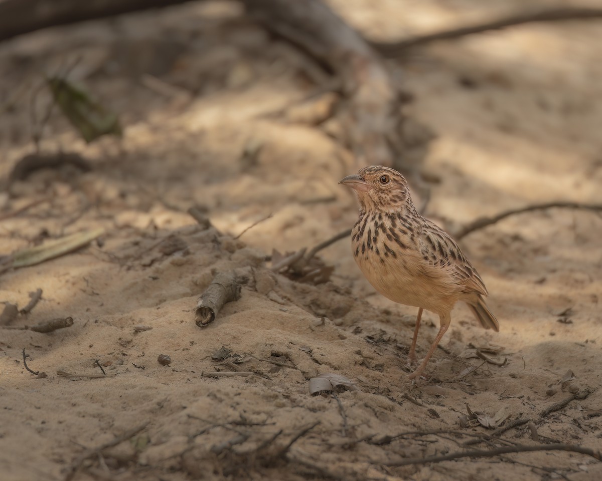 Jerdon's Bushlark - ML642759205