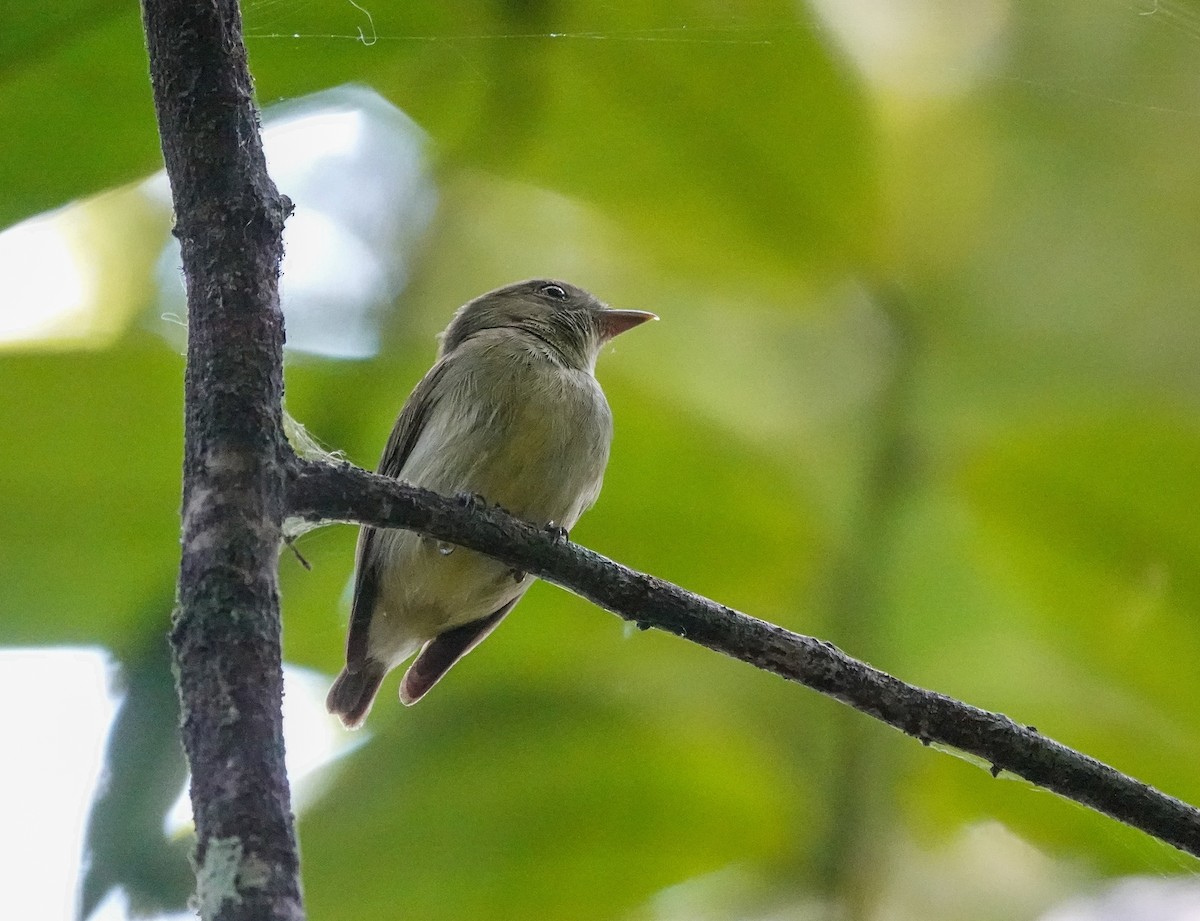 Dwarf Tyrant-Manakin - ML642759211