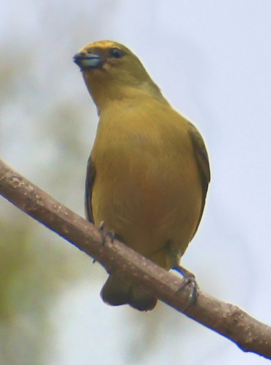 Thick-billed Euphonia - ML642759214