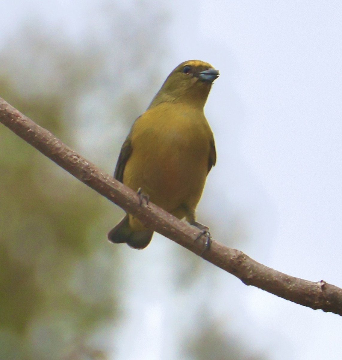 Thick-billed Euphonia - ML642759215