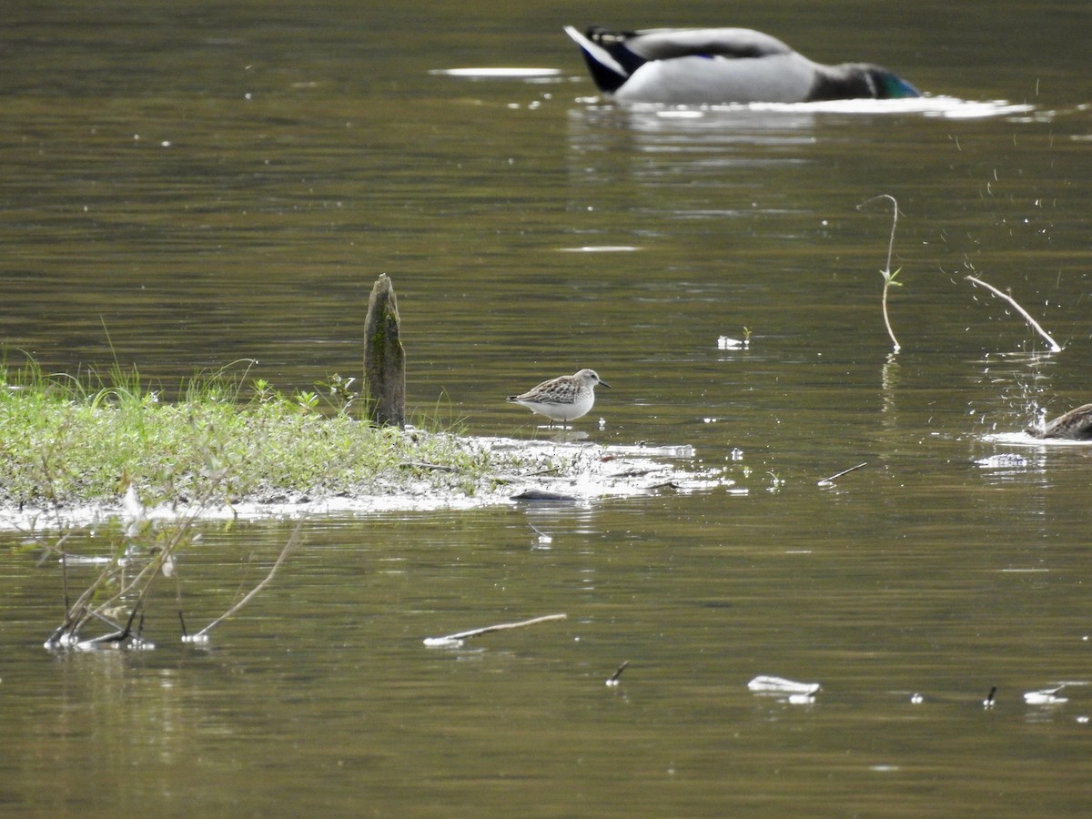 jespák srostloprstý - ML642759229