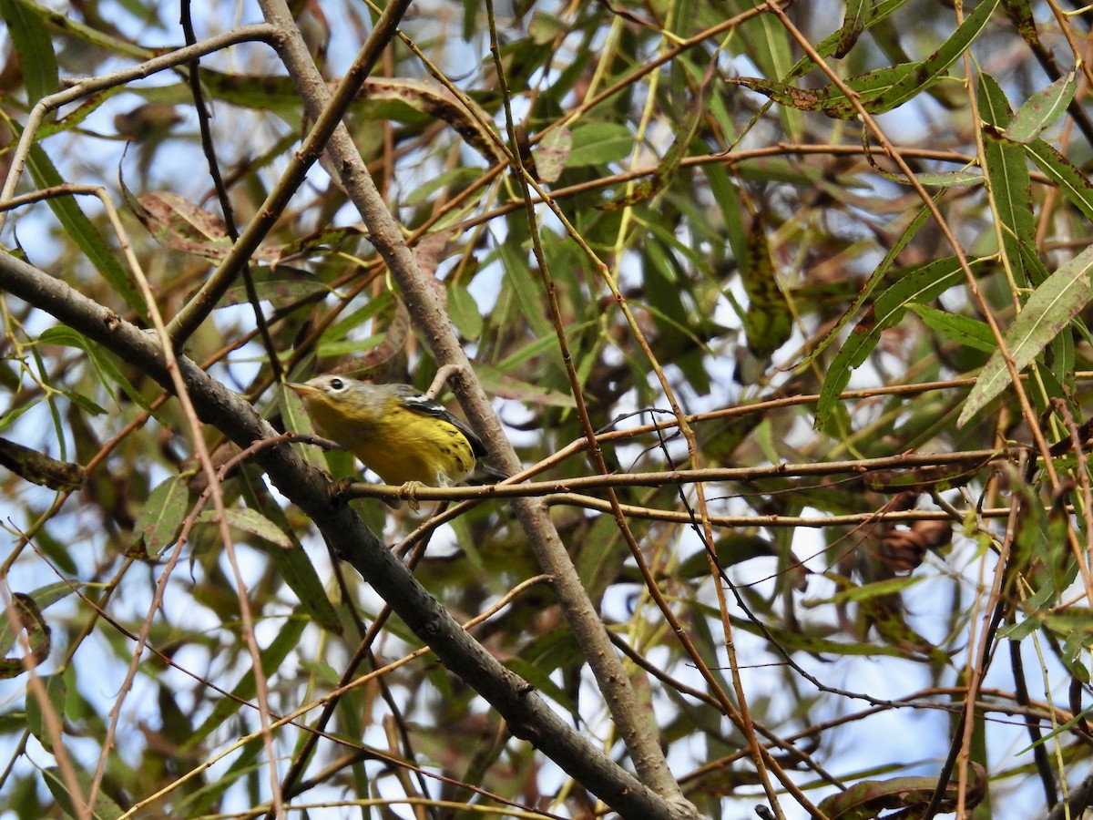 lesňáček tajgový - ML642759239