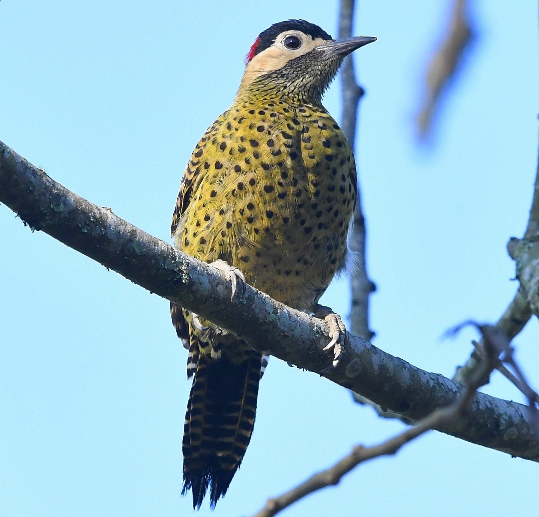 Green-barred Woodpecker - ML642759267
