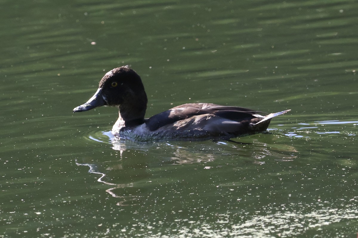 Ring-necked Duck - ML642759275