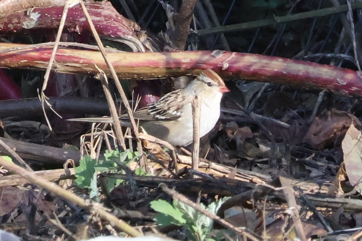 White-crowned Sparrow - ML642759284