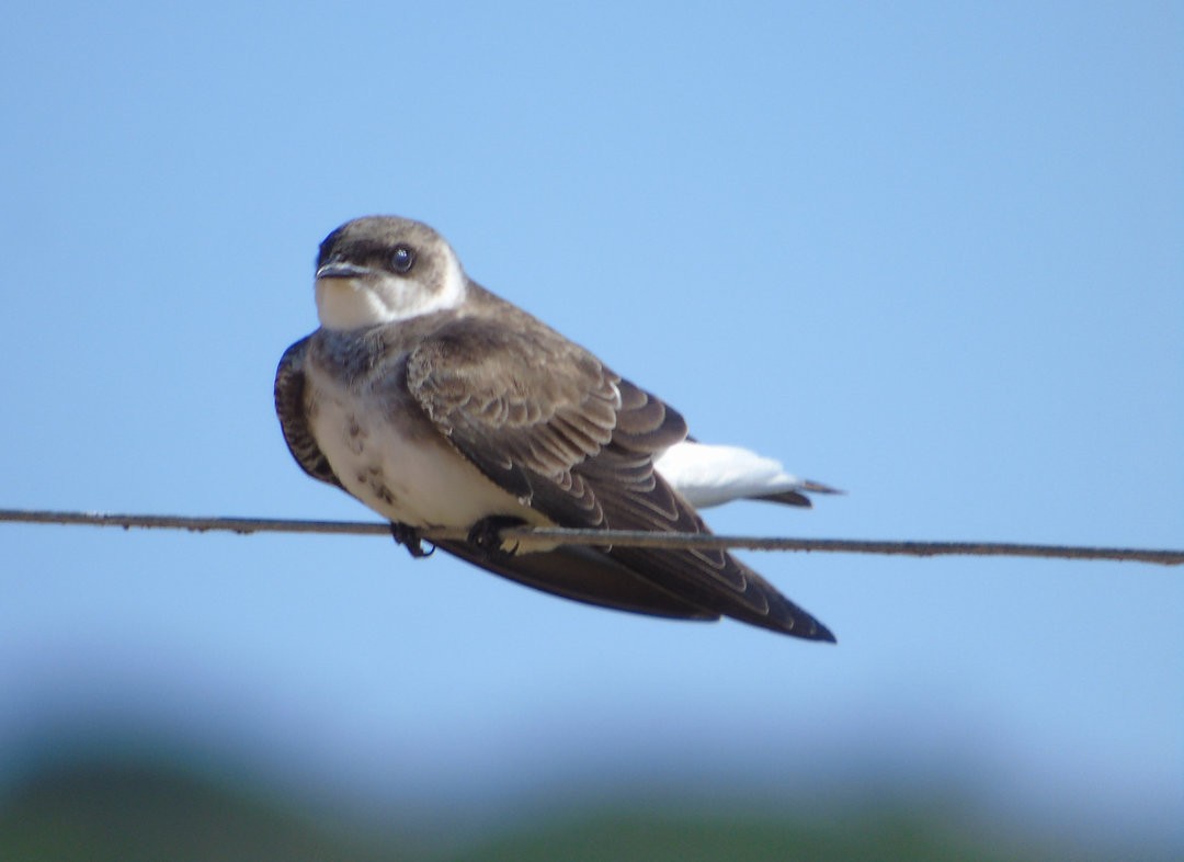 Brown-chested Martin - ML642759308
