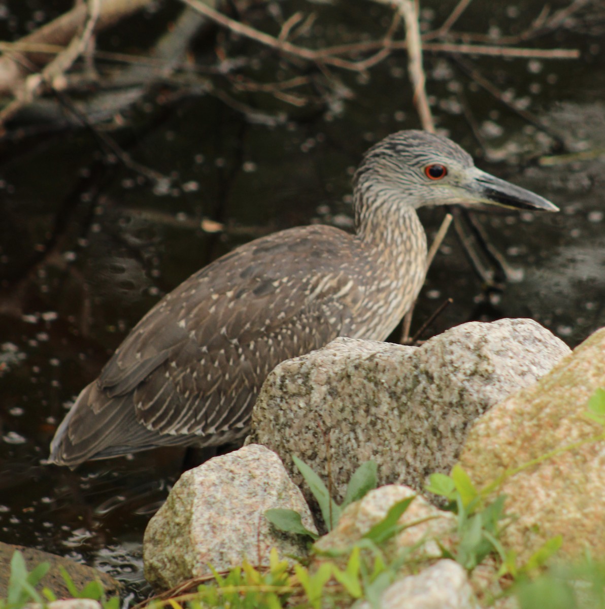 Yellow-crowned Night Heron - ML642759312