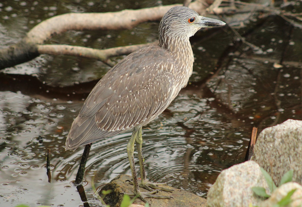 Yellow-crowned Night Heron - ML642759314