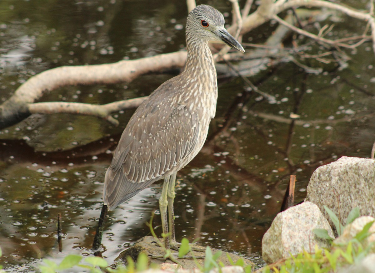 Yellow-crowned Night Heron - ML642759315
