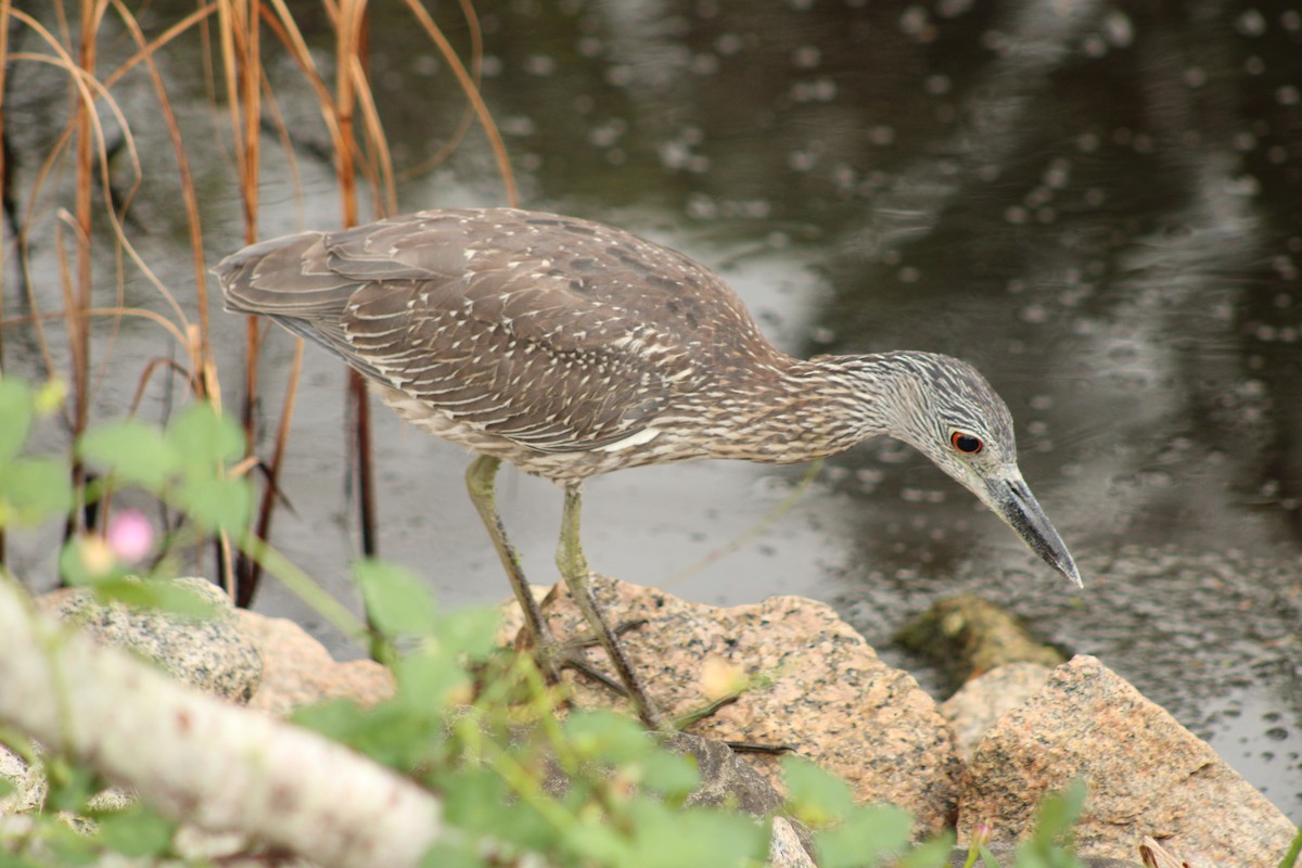 Yellow-crowned Night Heron - ML642759320