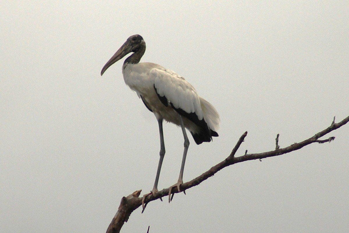Wood Stork - ML642759325