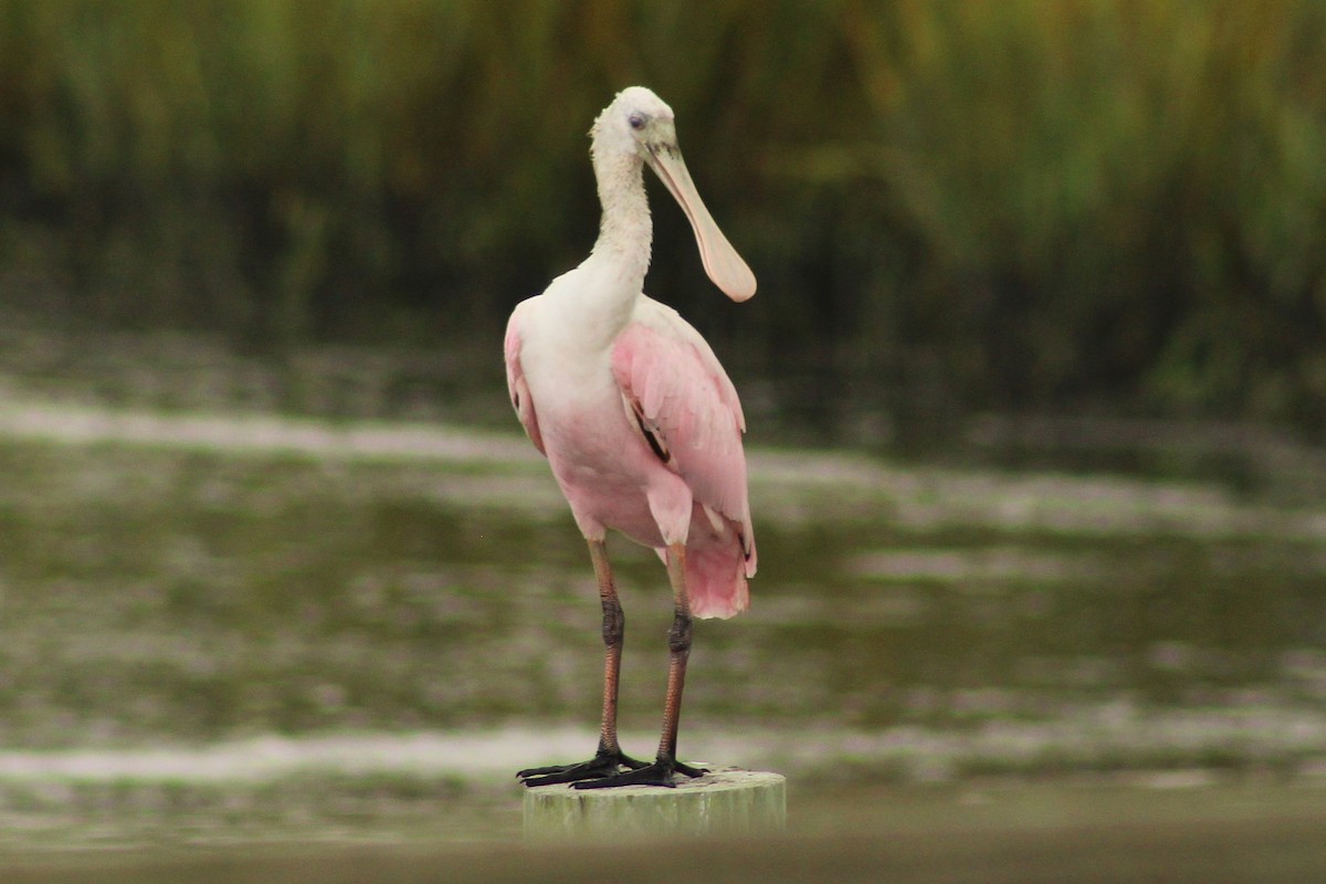 Roseate Spoonbill - ML642759326