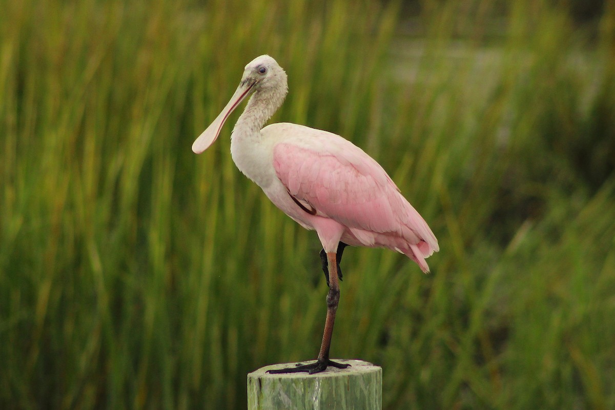 Roseate Spoonbill - ML642759328