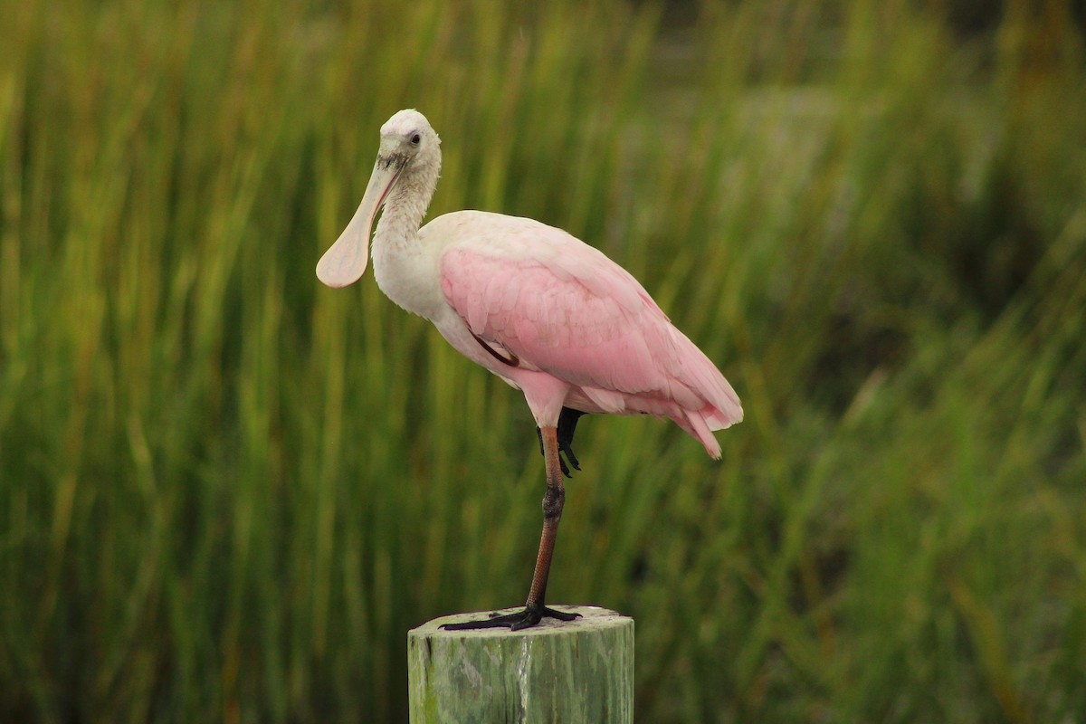 Roseate Spoonbill - ML642759329