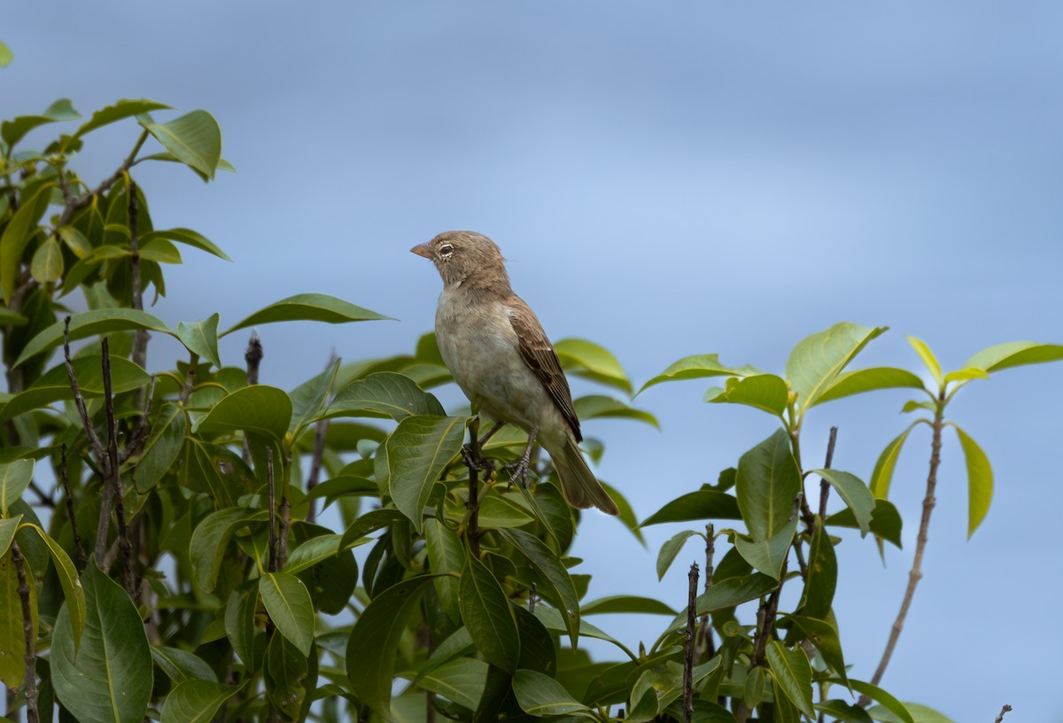 Yellow-spotted Bush Sparrow - ML642759332