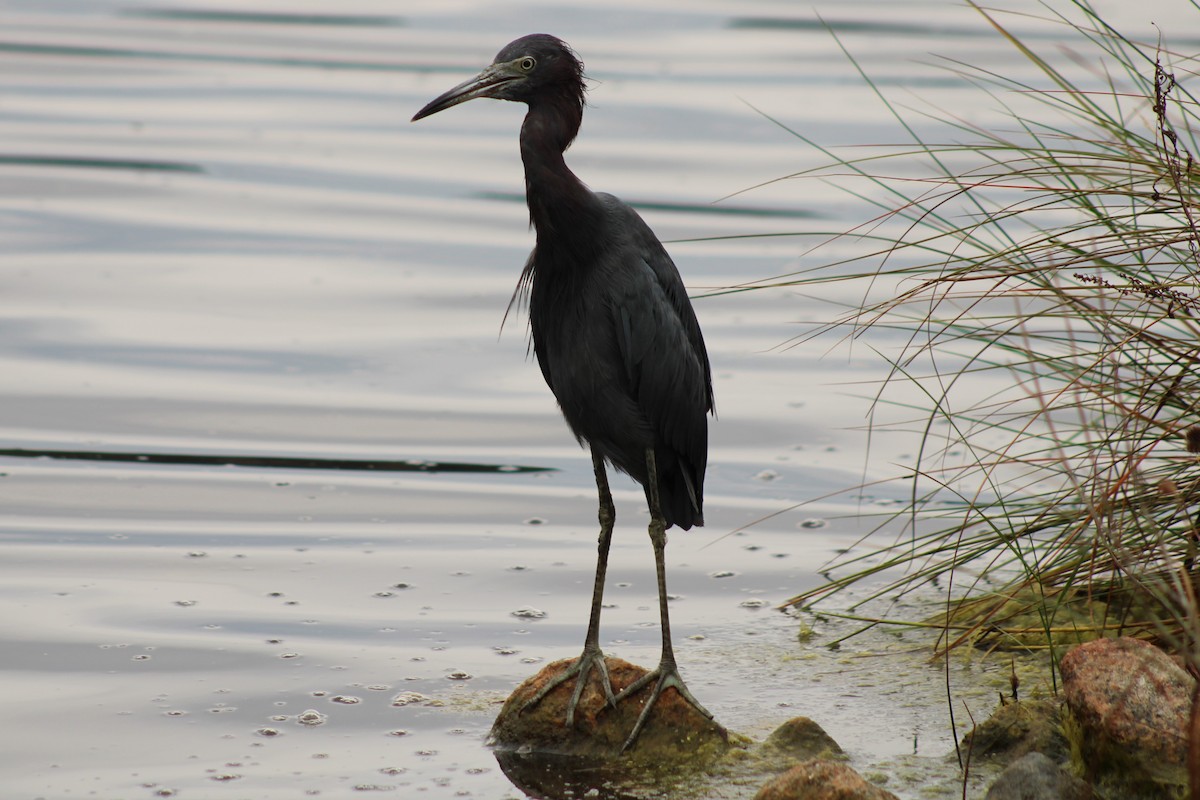 Little Blue Heron - ML642759337