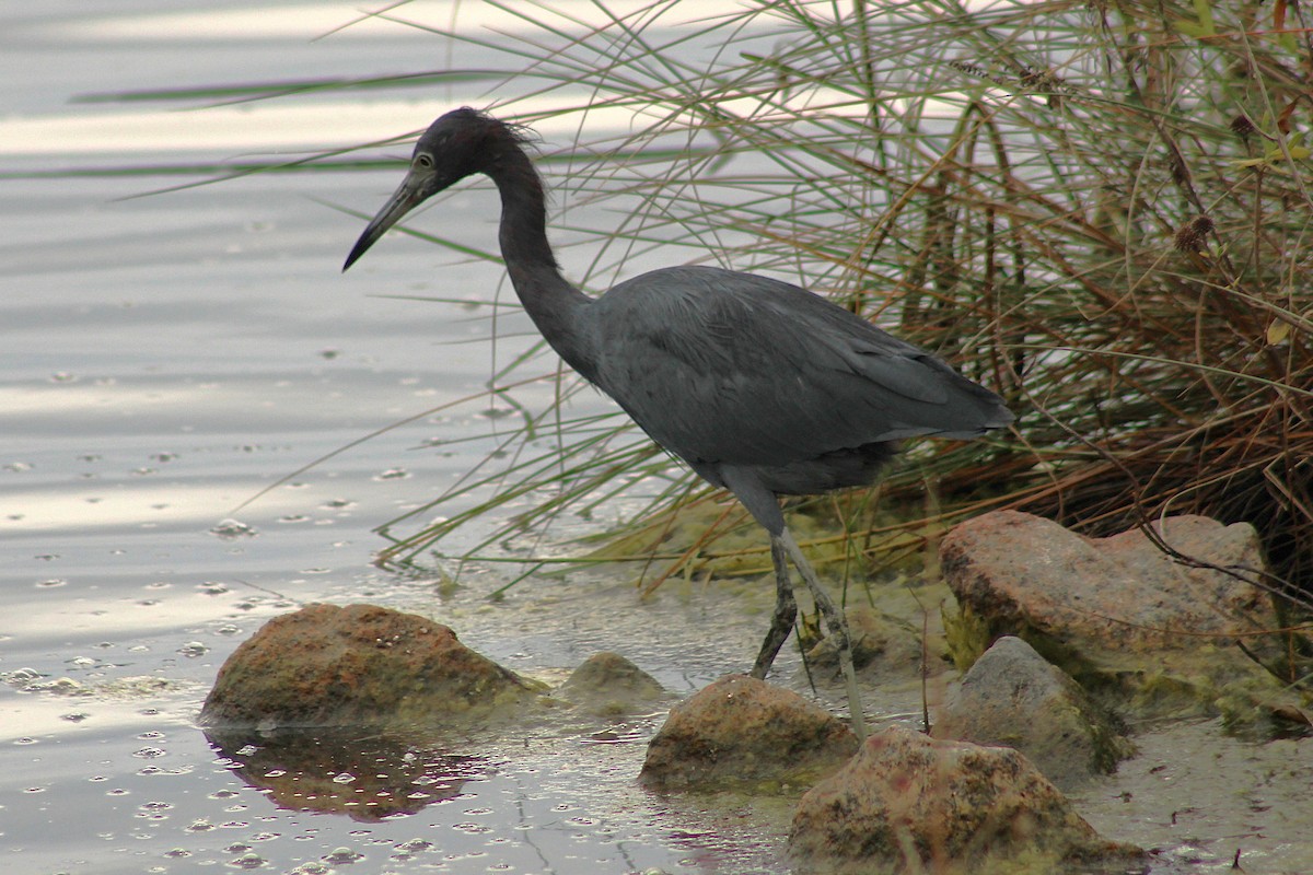 Little Blue Heron - ML642759338