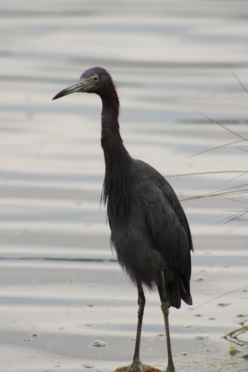 Little Blue Heron - ML642759341