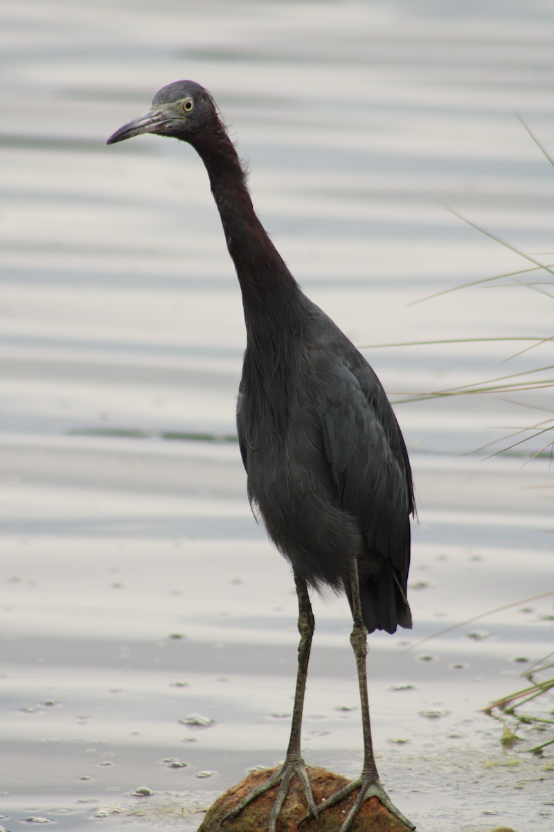Little Blue Heron - ML642759342