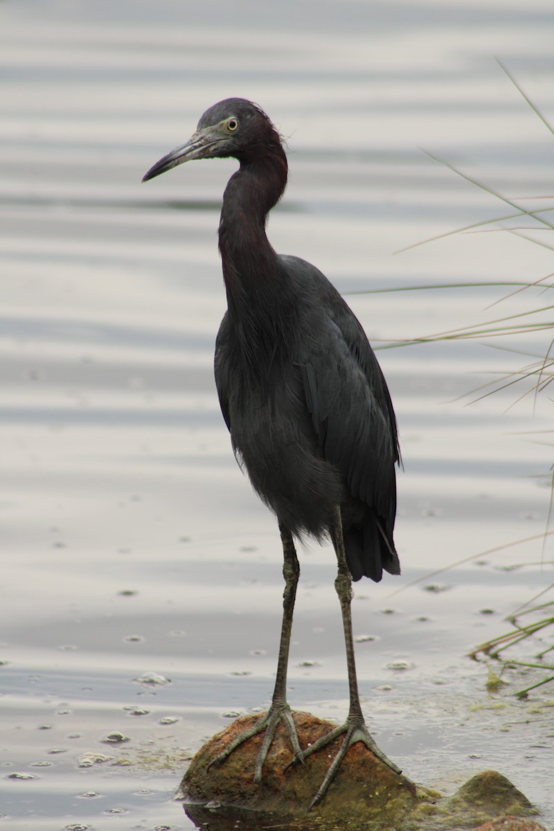 Little Blue Heron - ML642759343