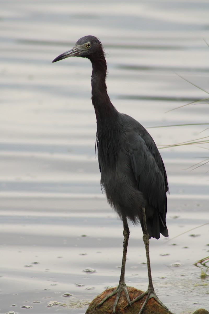 Little Blue Heron - ML642759344
