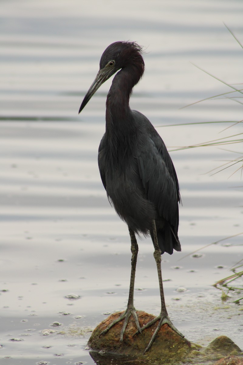 Little Blue Heron - ML642759345