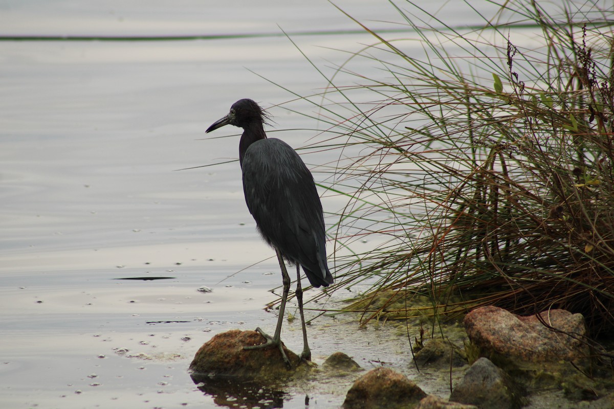 Little Blue Heron - ML642759347