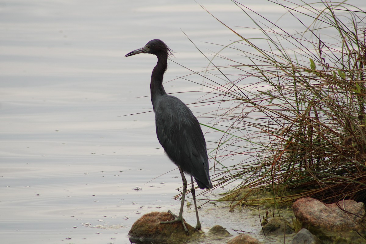 Little Blue Heron - ML642759348