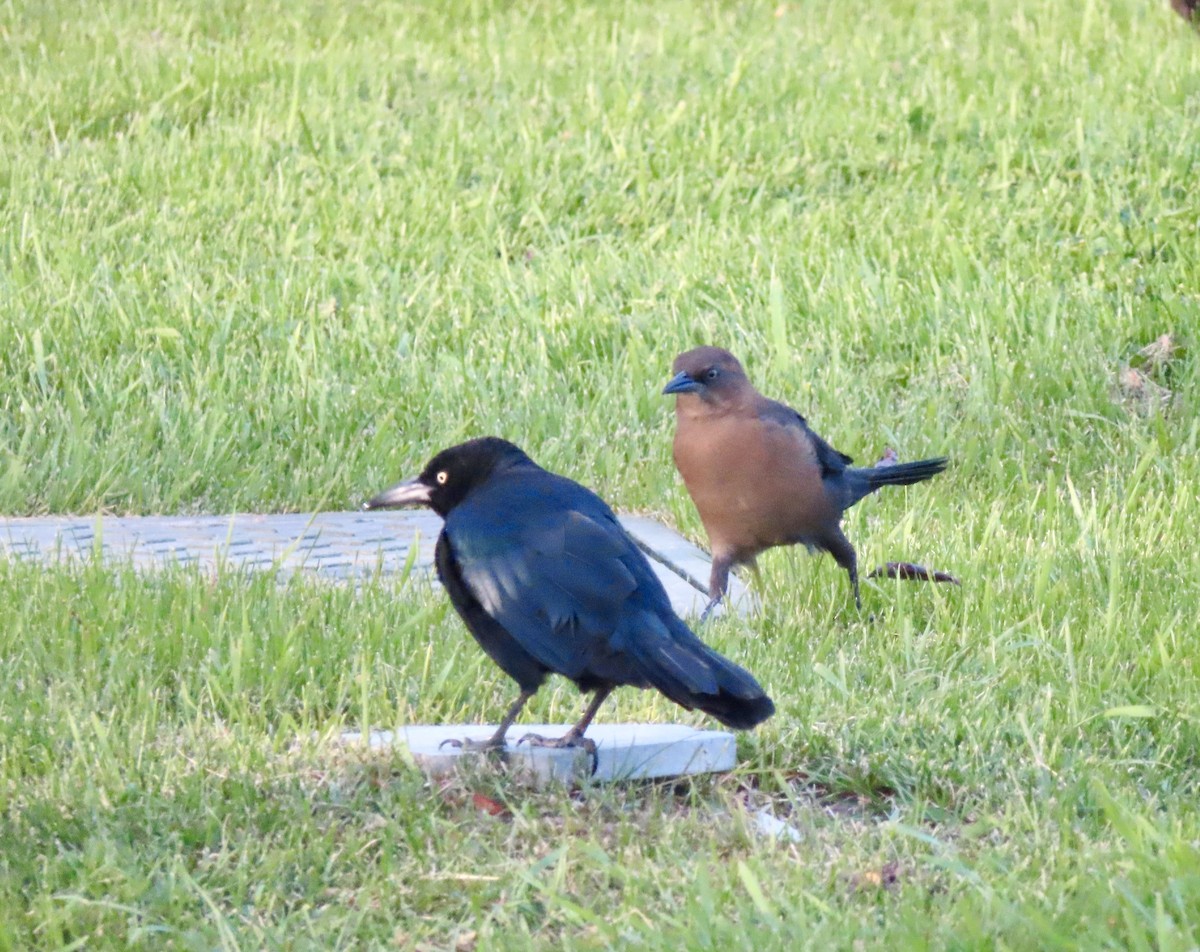 Great-tailed Grackle - ML642759351