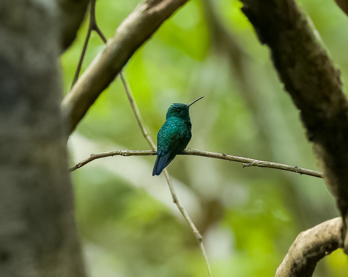 Blue-chinned Sapphire - ML642759356