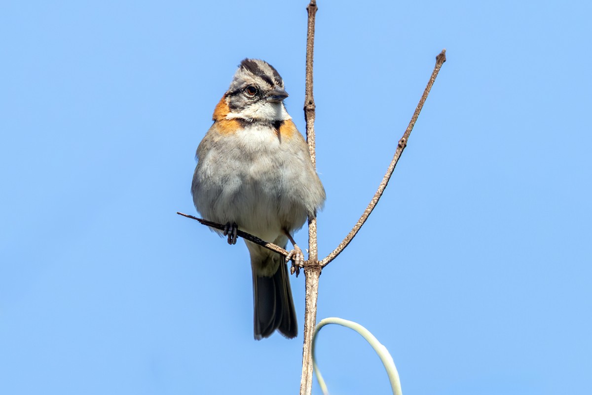 Rufous-collared Sparrow - ML642759358