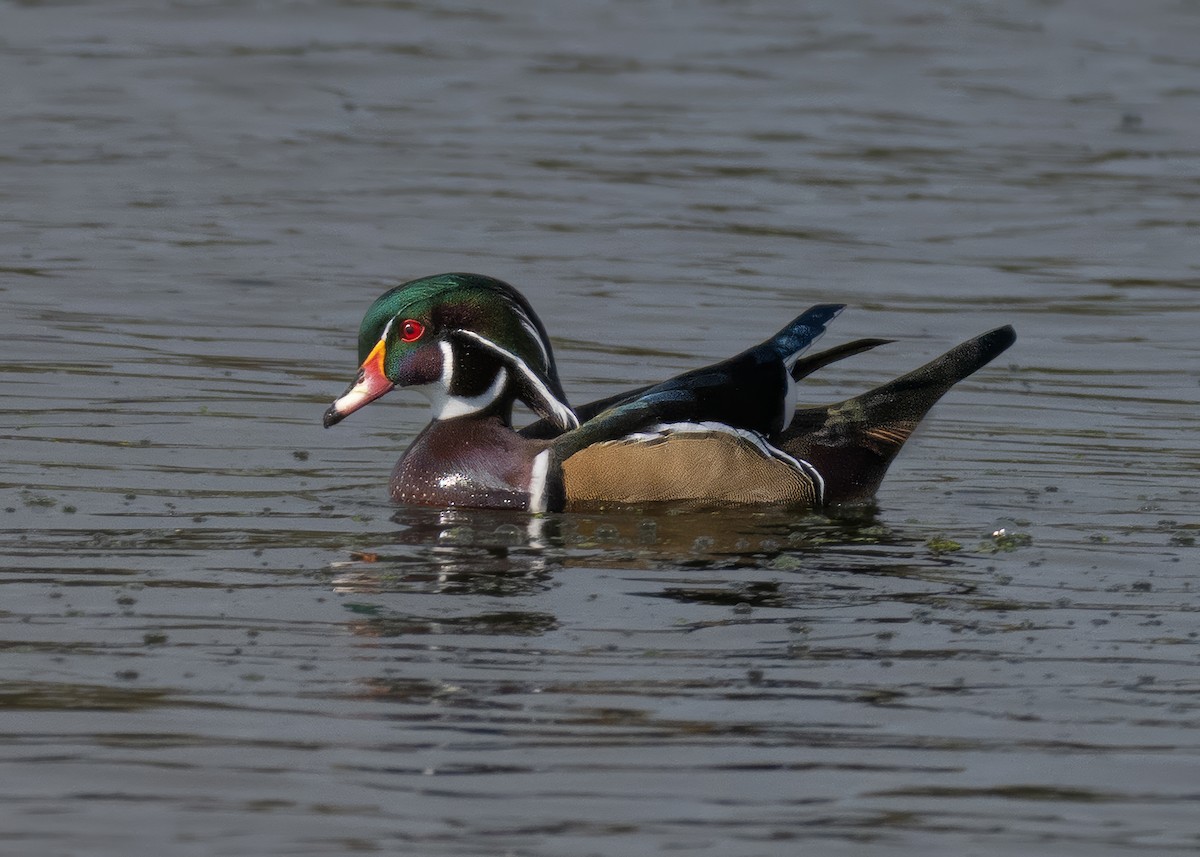 Wood Duck - ML642759359