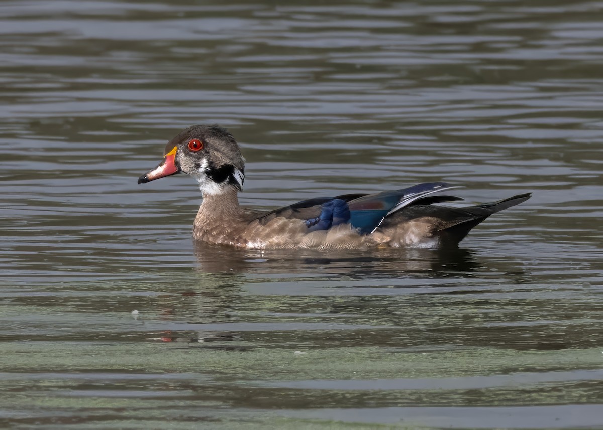 Wood Duck - ML642759361