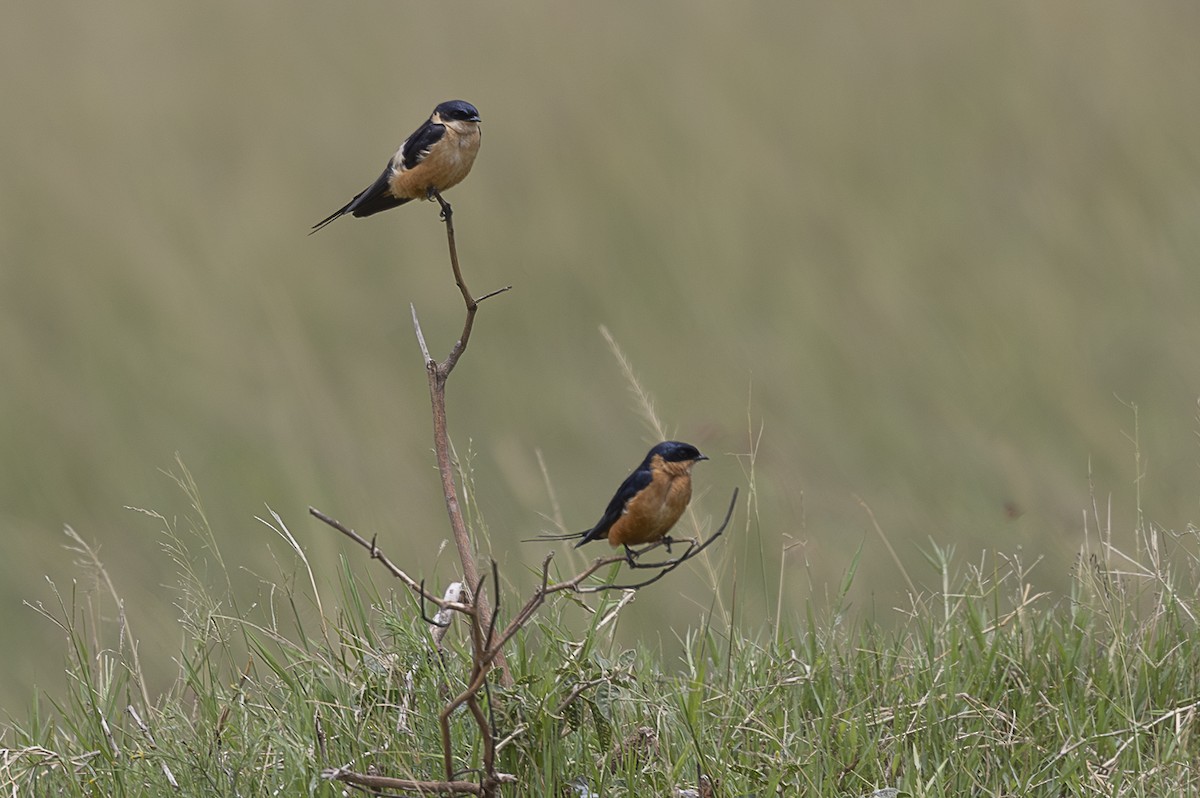 Rufous-chested Swallow - ML642759367