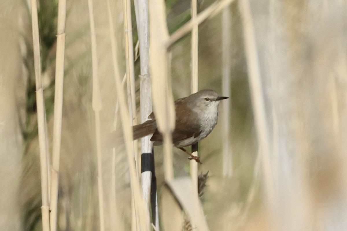 Namaqua Warbler - ML642759374