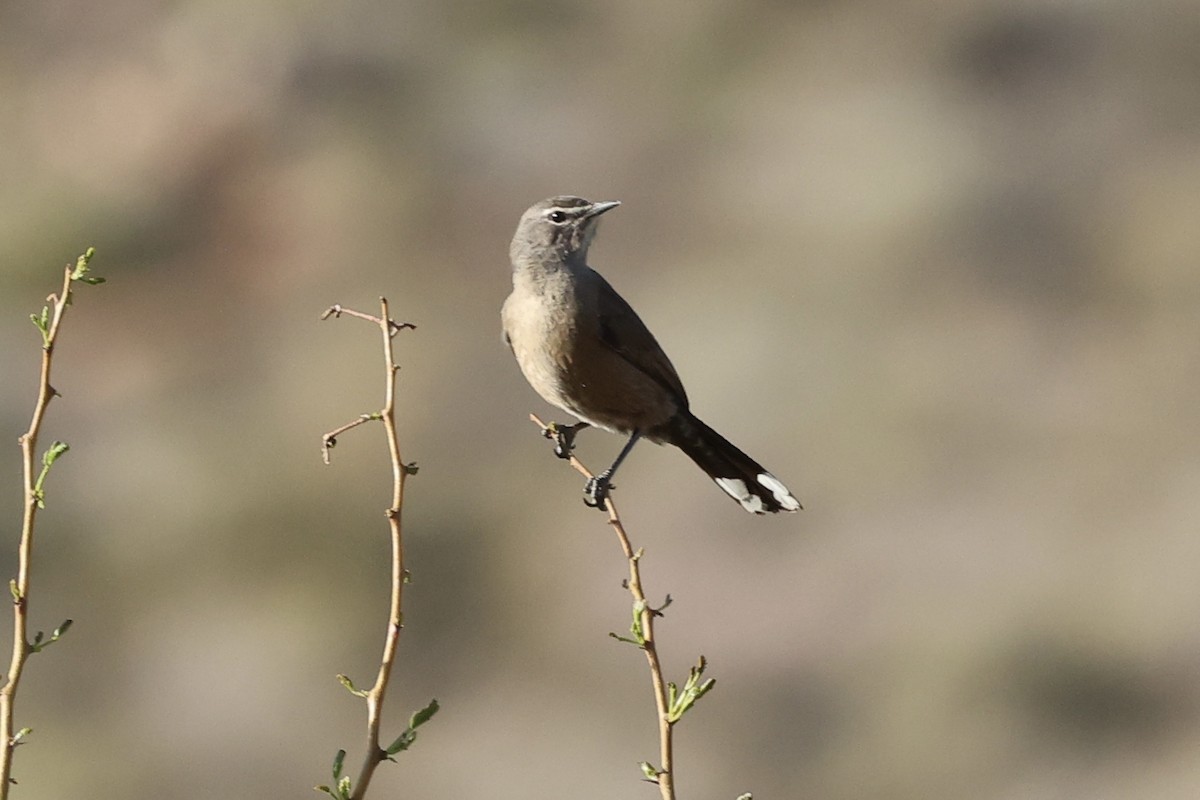 Karoo Scrub-Robin - ML642759389