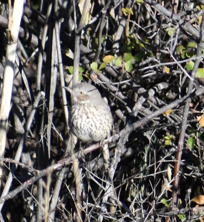 Sage Thrasher - ML642759390