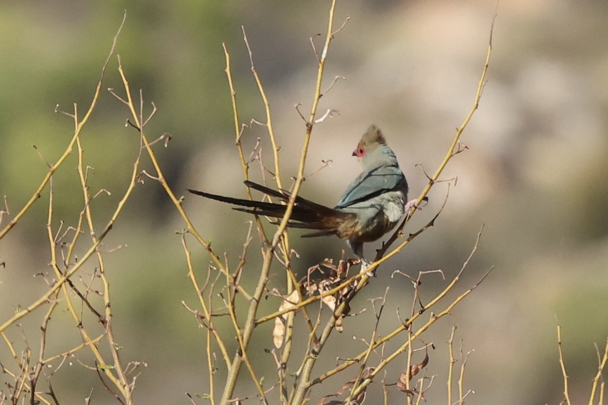 Red-faced Mousebird - ML642759410
