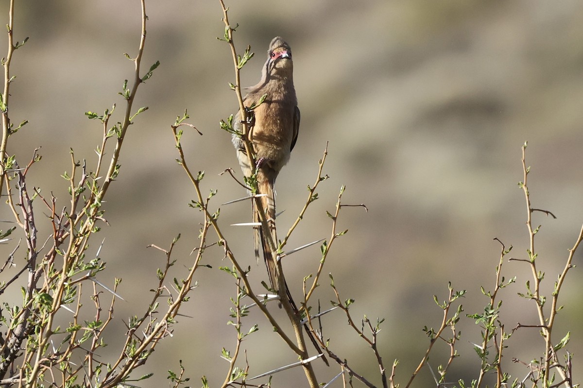 Red-faced Mousebird - ML642759411