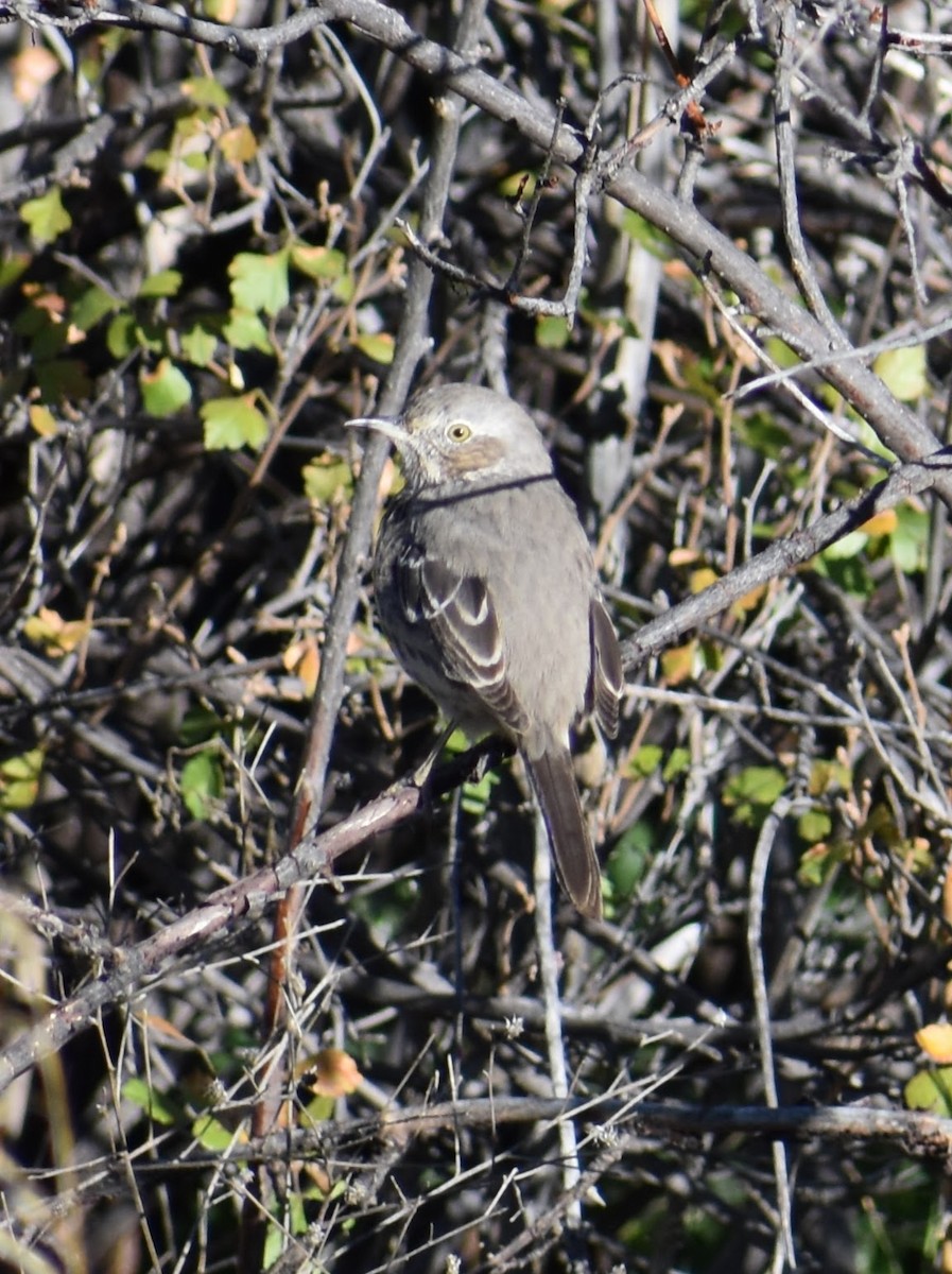 Sage Thrasher - ML642759412