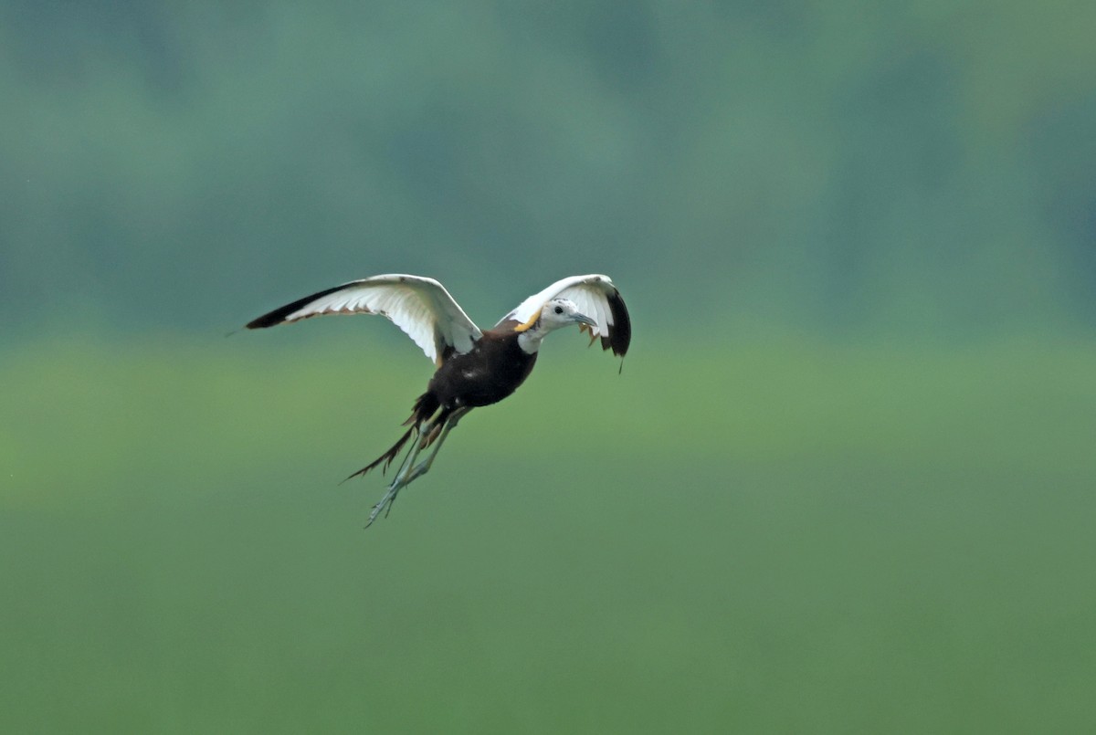 Pheasant-tailed Jacana - ML642759418