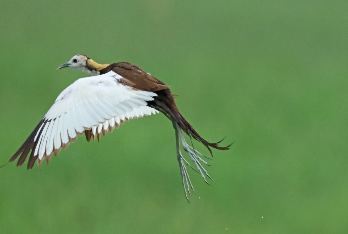 Pheasant-tailed Jacana - ML642759419