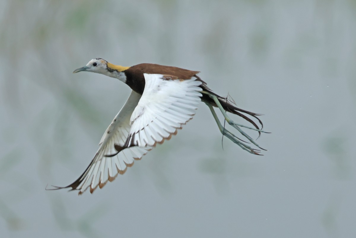 Pheasant-tailed Jacana - ML642759420