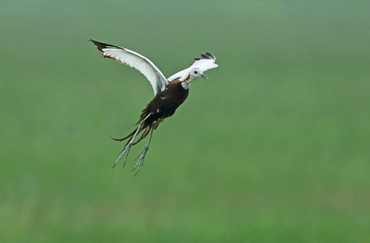 Pheasant-tailed Jacana - ML642759421